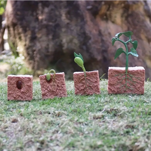 Plant Lifecycle Toy