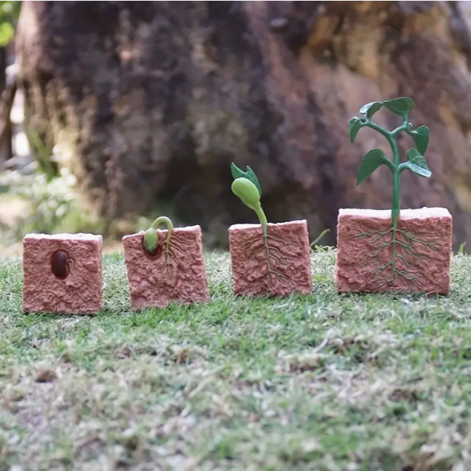 Plant Lifecycle Toy