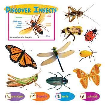 Discover Insects Mini Bulletin Board Set