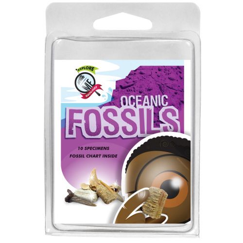 Explore With Me Oceanic Fossil